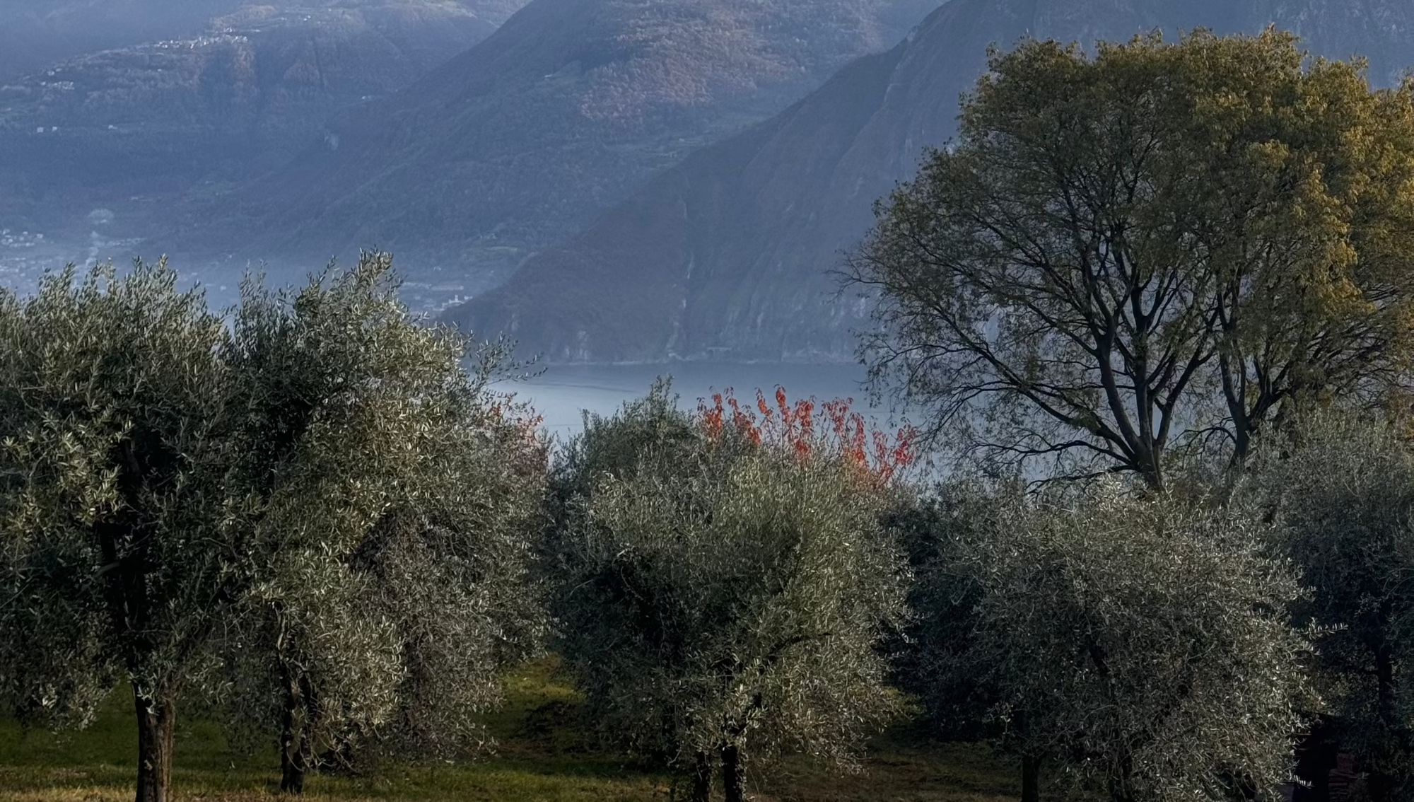 Olive Tree Field with view